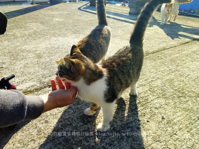 日本 九州 熊本縣 貓島 上天草市 湯島 白貓 交通 船 貓咖啡 yu shima