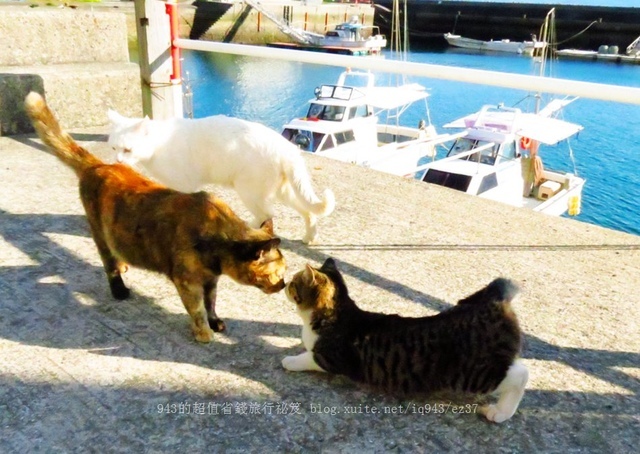 日本 九州 熊本縣 貓島 上天草市 湯島 白貓 交通 船 貓咖啡 yu shima