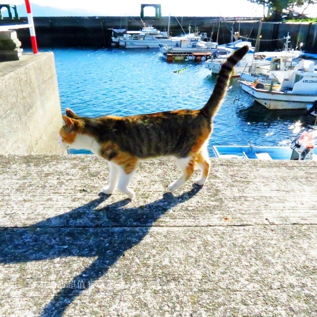 日本 九州 熊本縣 貓島 上天草市 湯島 白貓 交通 船 貓咖啡 yu shima