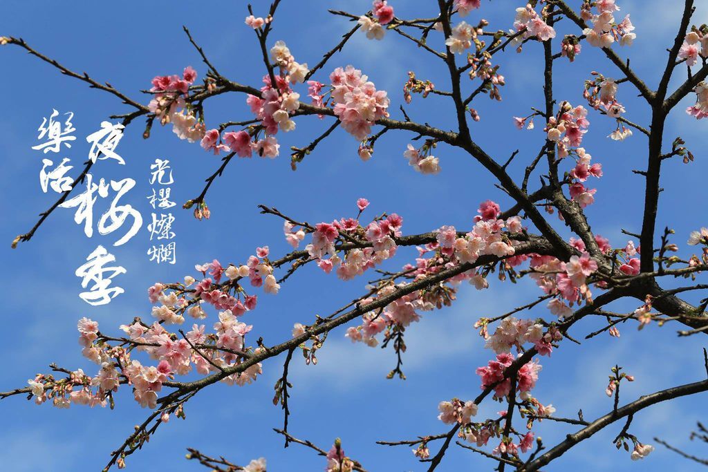 櫻花 櫻花