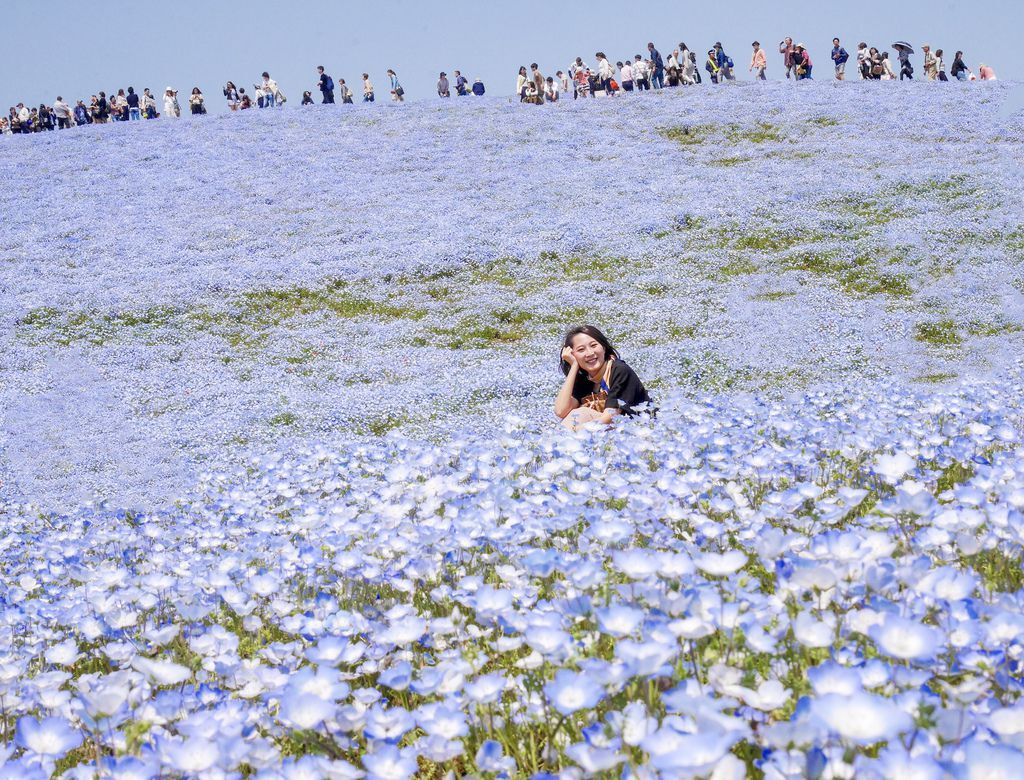 粉蝶花