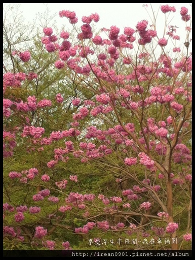 紫花風鈴木