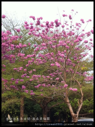 紫花風鈴木