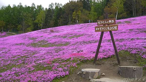 北海道春季 4月 6月賞花季花期一覽表 1 11更新 Rei體感日本 北國時光 痞客邦