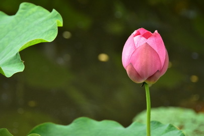 IMG_1825 縮小.jpg IMG_1825 縮小.jpg