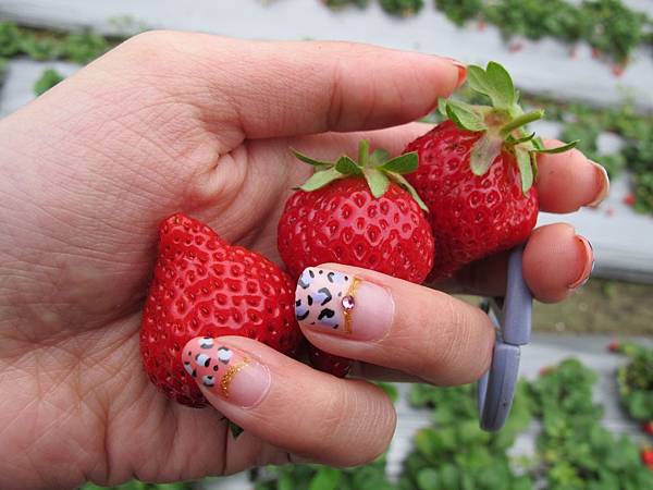採草莓囉 (6)