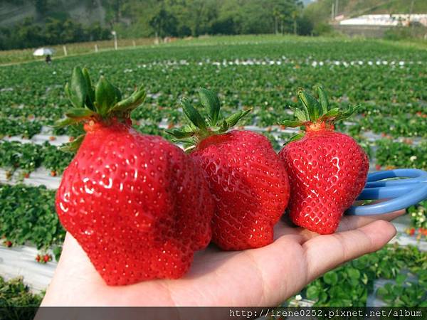 1020224採草莓 (6)
