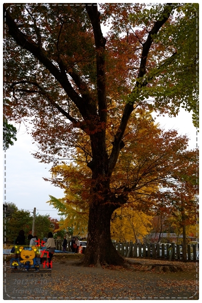 20121110-阿蘇神社變葉木