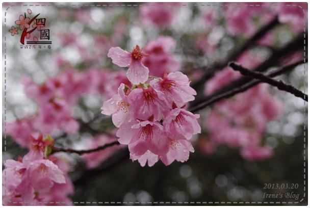 20130320_松山城櫻花01