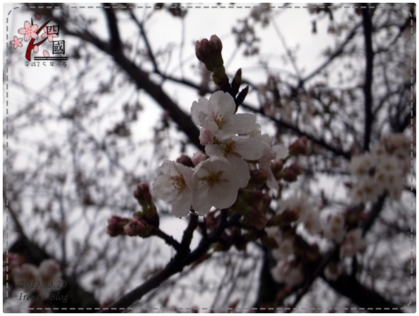 20130320_松山城櫻花03