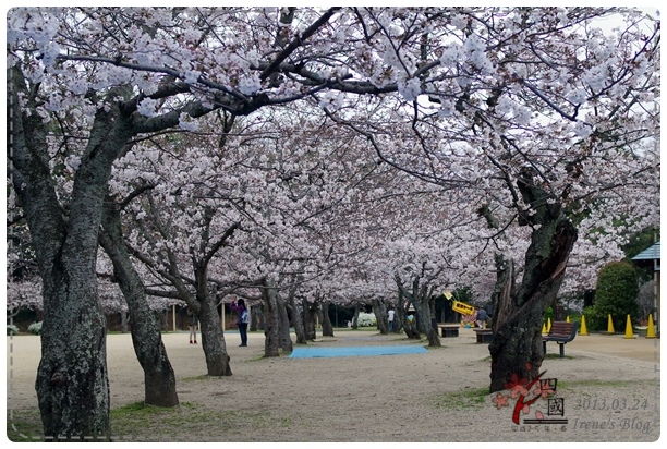 20130324_道後溫泉公園櫻花