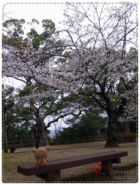 20130324_道後溫泉公園賞花