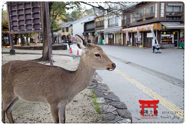 20141129_鹿