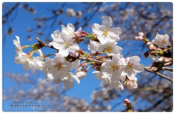 20230321_醍醐寺內櫻花特寫2.JPG