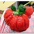 091227_24_大湖草莓.jpg