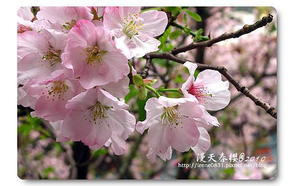 100314_12_天元宮春櫻.jpg