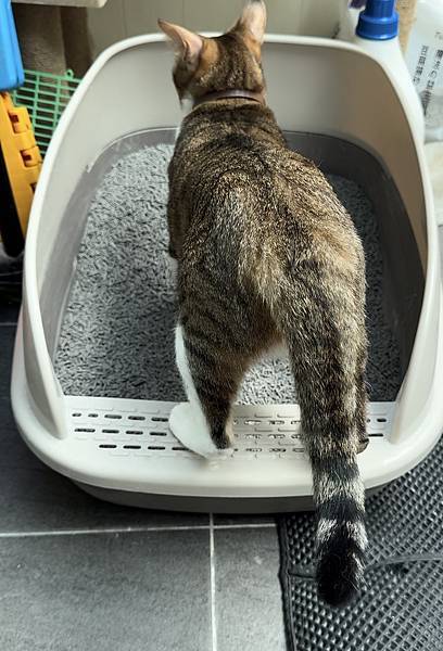 尊寵豆腐砂開箱 ｜兩款貓咪豆腐砂推薦與評比 貓咪輕鬆礦砂轉豆