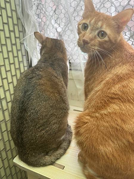 珮慈星系Pets Galaxy開箱｜『超寵』寵物超級營養粉給