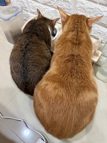 『nuevo新歡』主食罐開箱 ｜德國主食罐推薦～ 4款「醇情