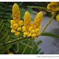 心之芳庭46-我愛拍花.jpg