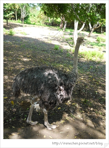 Bali325-野生動物園(駝鳥).jpg