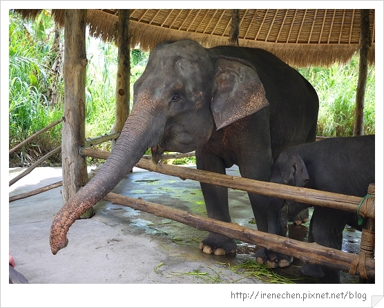 Bali347-野生動物園(大象本尊).jpg