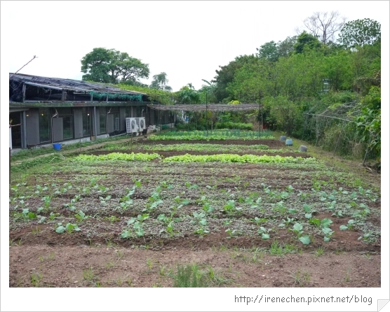 淡水三空泉26-菜園.jpg