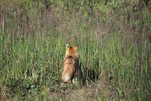 IMG_8961.JPG IMG_8961.JPG