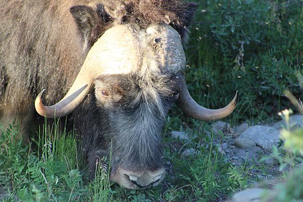 IMG_9094.JPG IMG_9094.JPG