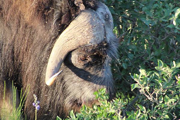 IMG_9115.JPG IMG_9115.JPG