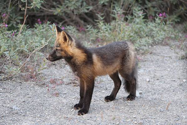 IMG_9137.JPG IMG_9137.JPG