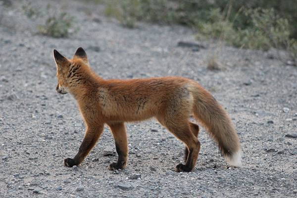 IMG_9136.JPG IMG_9136.JPG