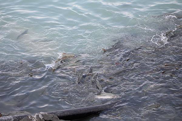 IMG_9209.JPG IMG_9209.JPG