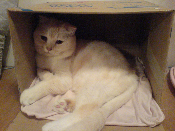 紙箱貓