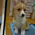 20110203726.jpg