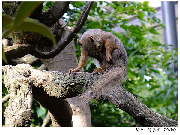 井之頭動物園20.JPG