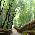 嵐山竹林17.JPG
