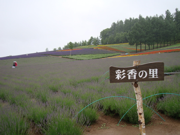 7彩香之里13.JPG