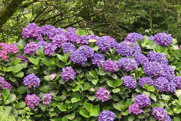 1528533443030.jpg 1528533443030.jpg