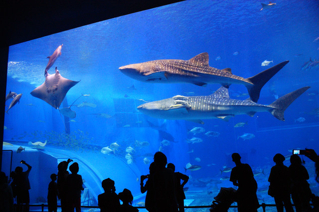 旅遊 Okinawa沖繩七天自由行day4 沖繩美ら海水族館 黑潮之海 Irisa Paul玩樂誌 痞客邦 旅遊 Okinawa沖繩七天自由行day4 沖繩美ら海水族館 黑潮之海 Irisa Paul玩樂誌 痞客邦