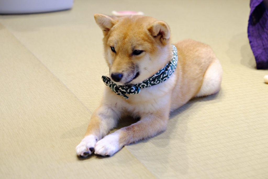 DSCF5517.JPG DSCF5517.JPG