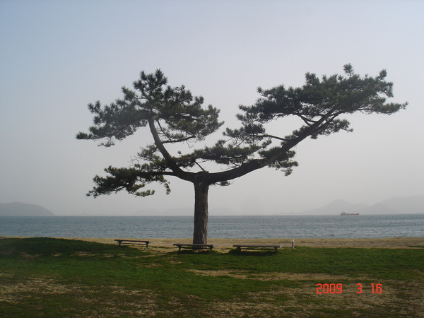 海邊的樹.JPG