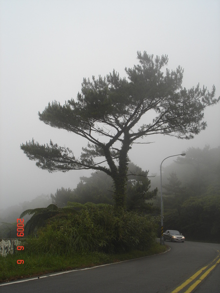 fog & tree.JPG