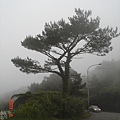 fog & tree.JPG