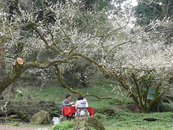 梅花下的野餐.JPG