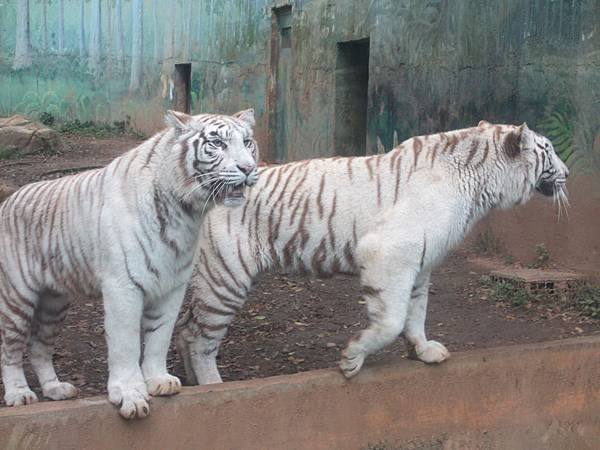 比台北动物园比新加坡动物园还活泼生动的白老虎!