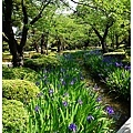 金澤兼六園邂逅Iris