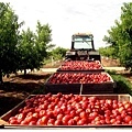 Cobram Peach Farm.JPG