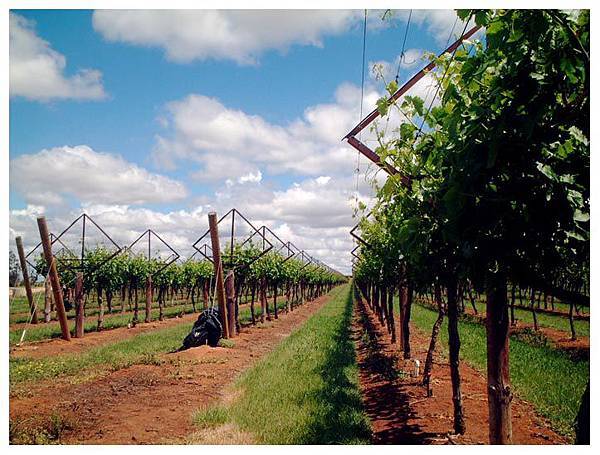 Robinvale Vineyard 1.JPG