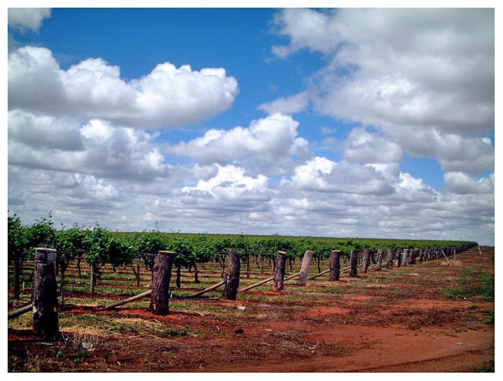 Robinvale Vineyard 3-.JPG